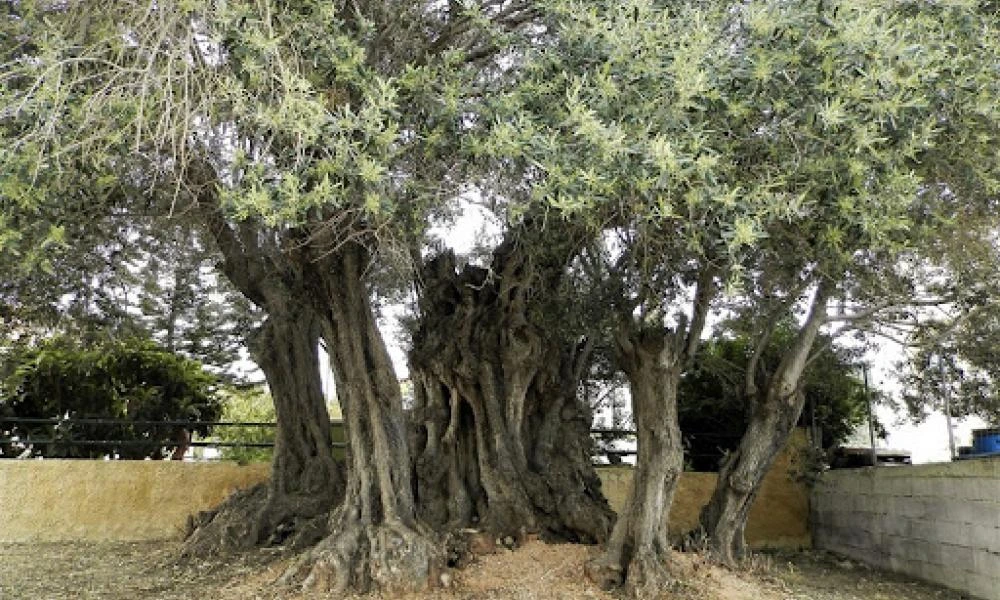 Η ελιά που «χαιρέτησε» τον Θεμιστοκλή και στέκεται όρθια εδώ και 2.500 έτη!